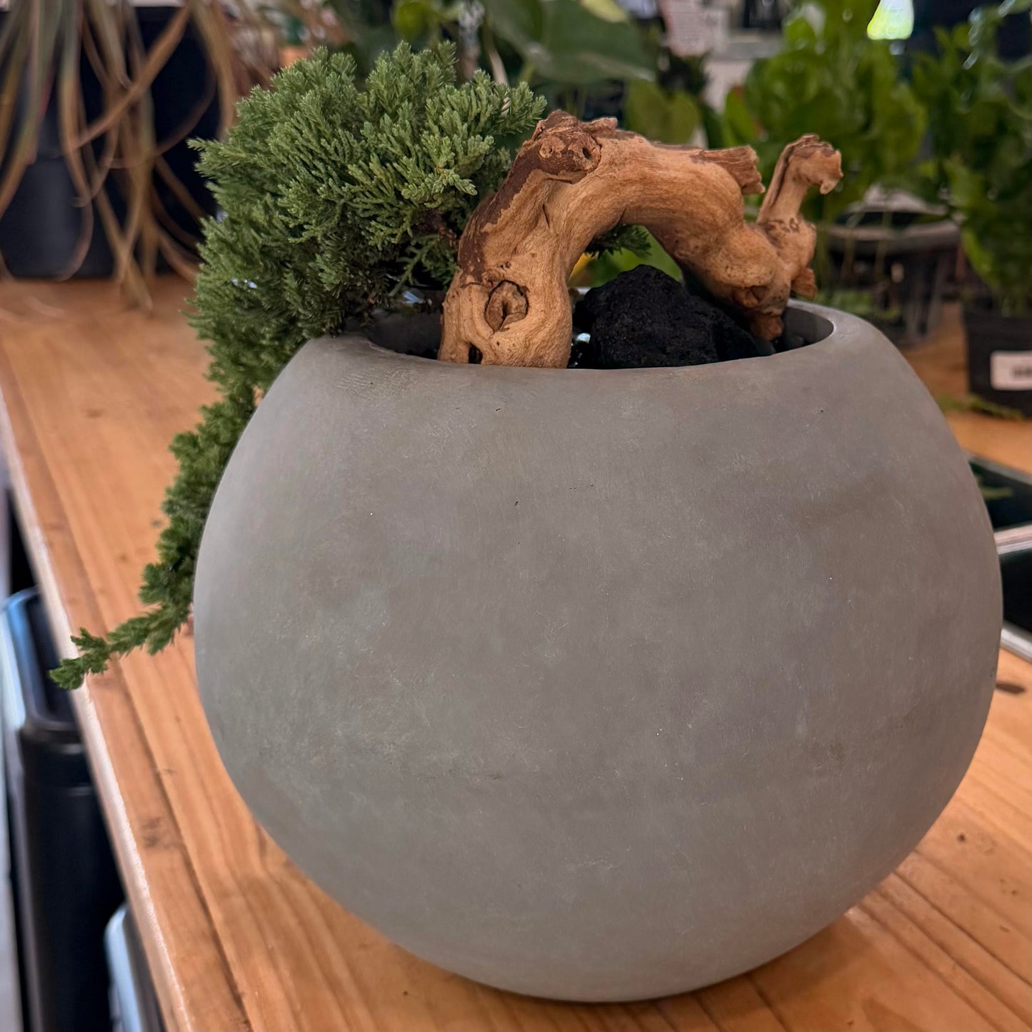 Bonsai - Juniper 'Nana' in Ceramic/Cement Planter