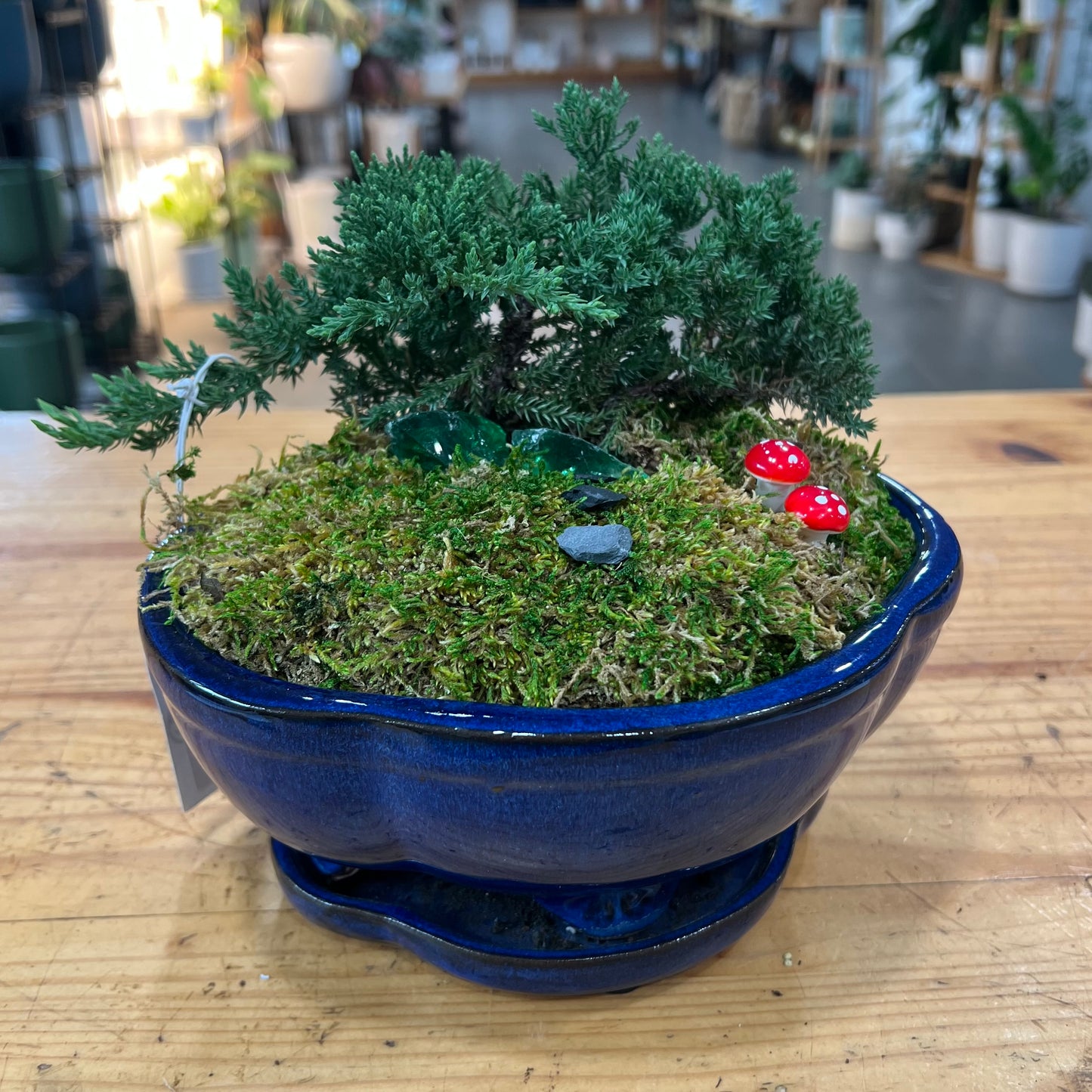 Bonsai - Juniper 'Nana' in Ceramic Planter