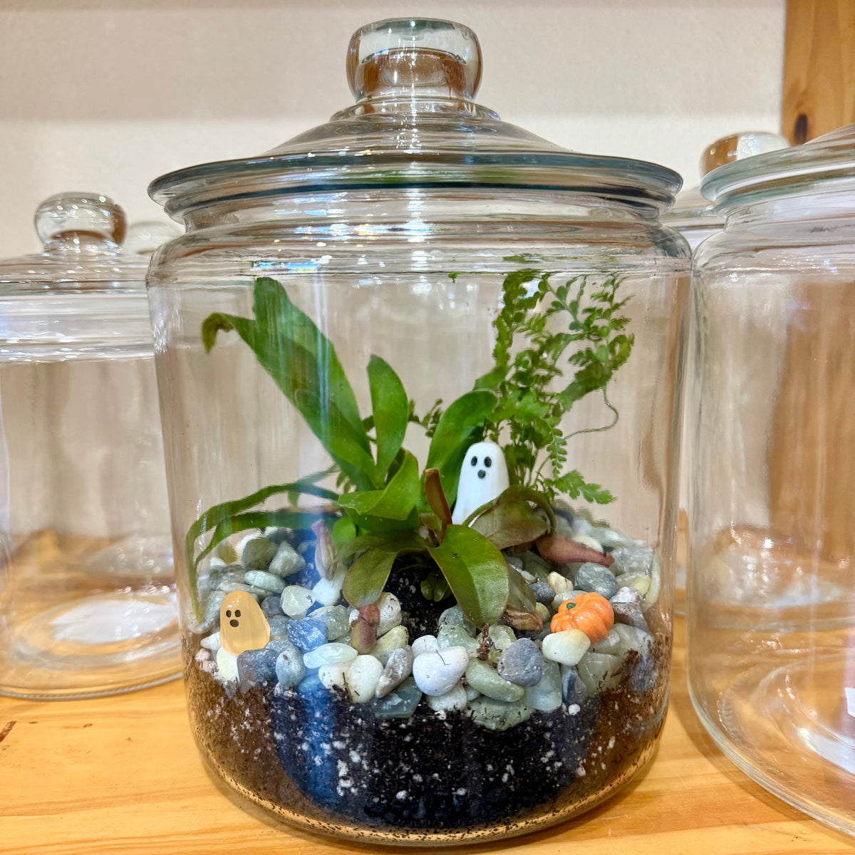 Terrariums — Arrangements