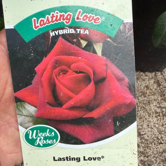 Hybrid Tea Rose Bush 'Lasting Love'