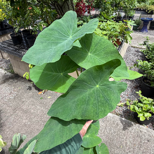 Kalo Assorted