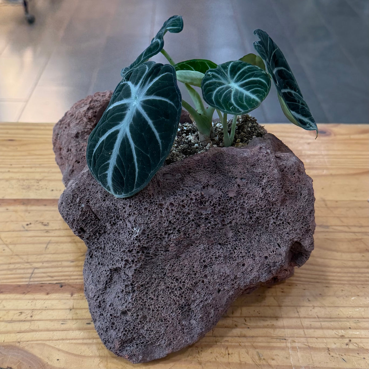 Lava Rock Planter