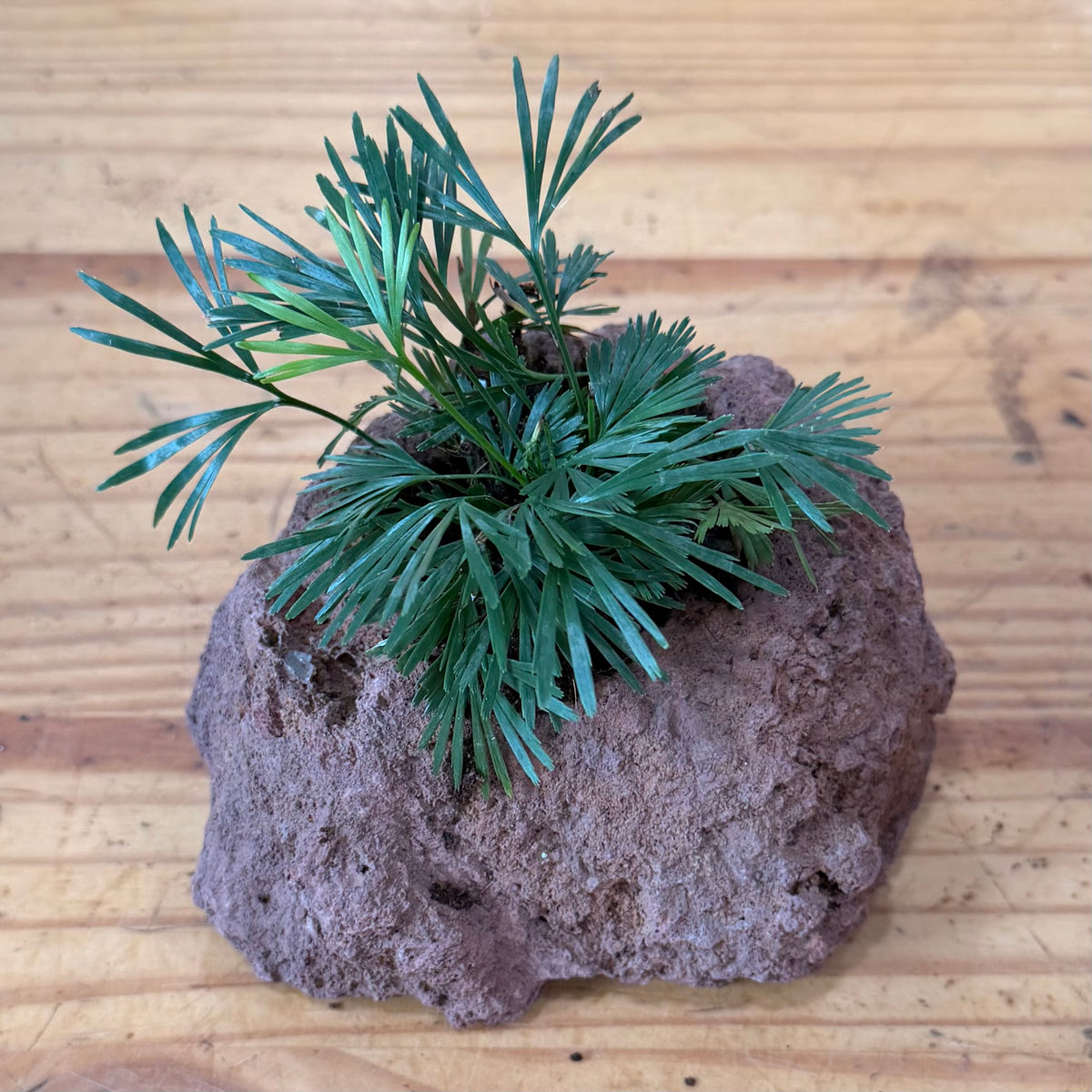Lava Rock Planter