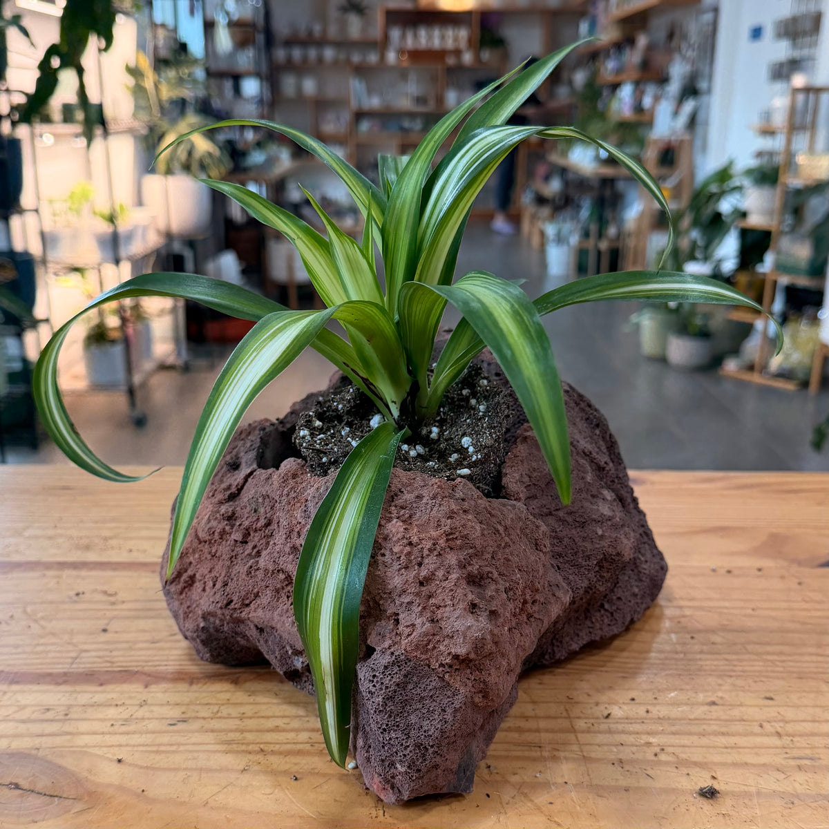 Lava Rock Planter