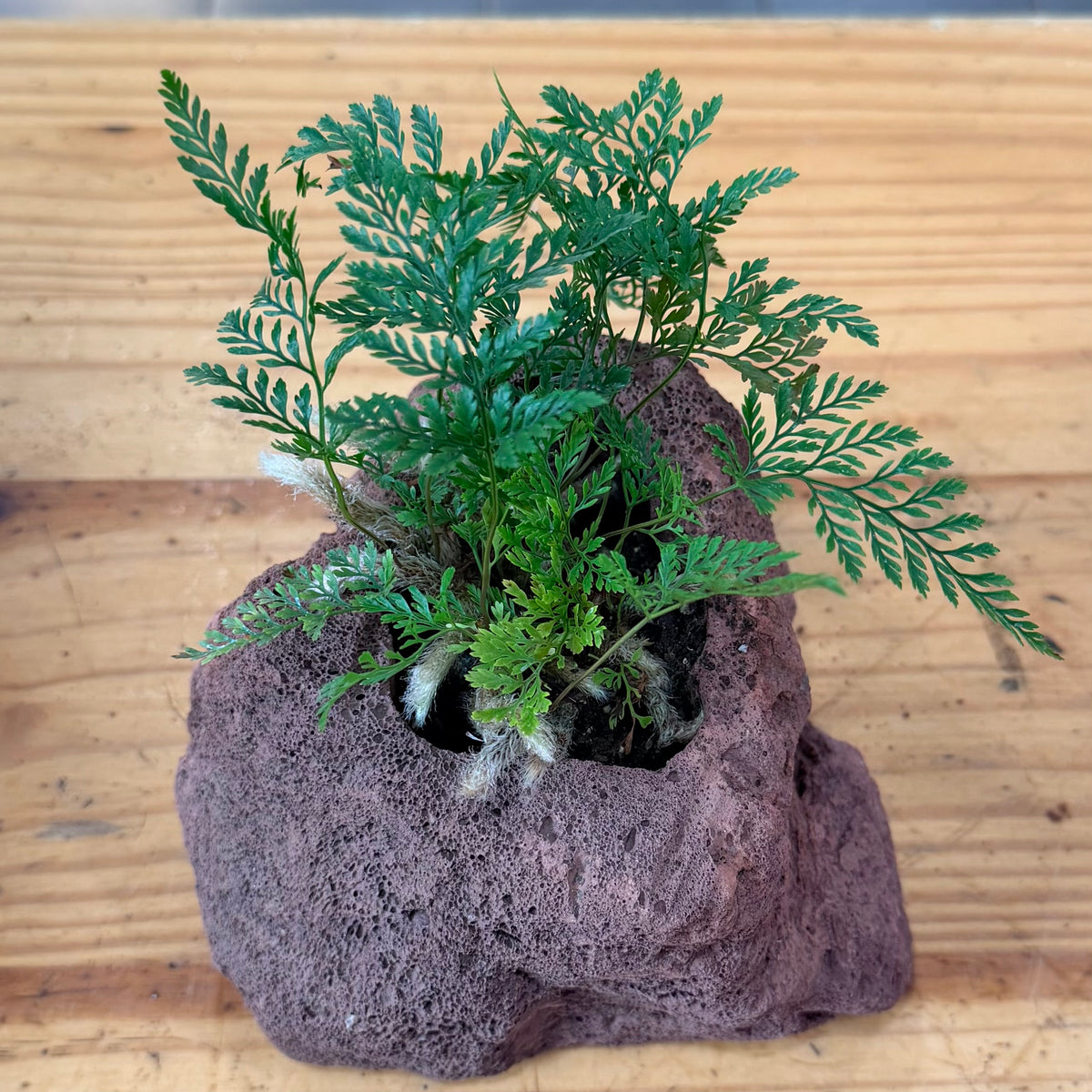 Lava Rock Planter