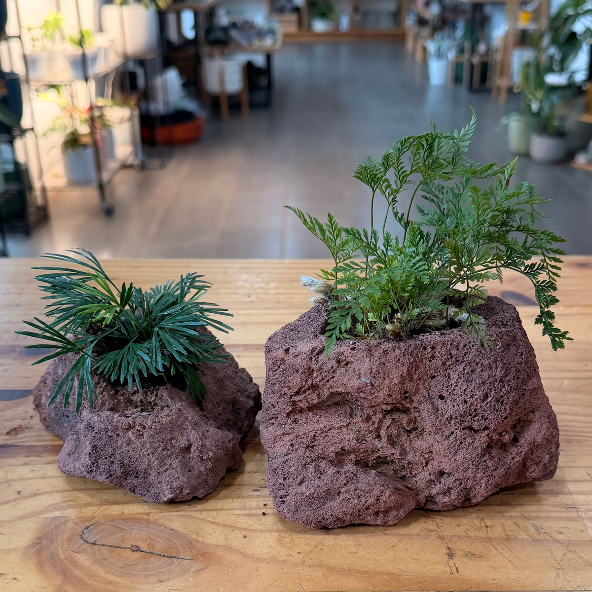 Lava Rock Planter