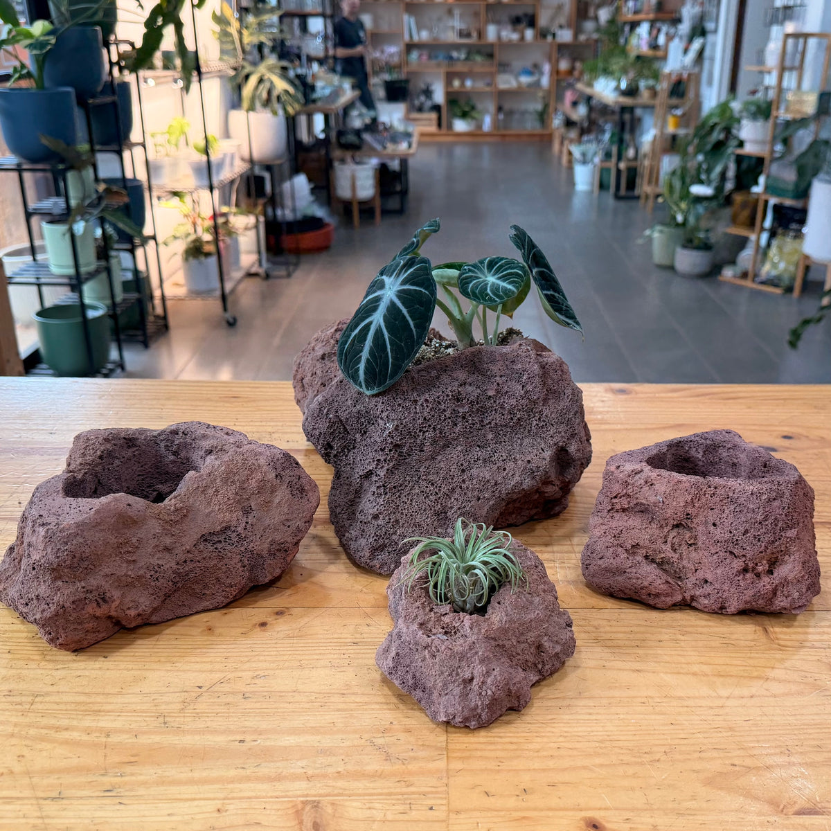 Lava Rock Planter