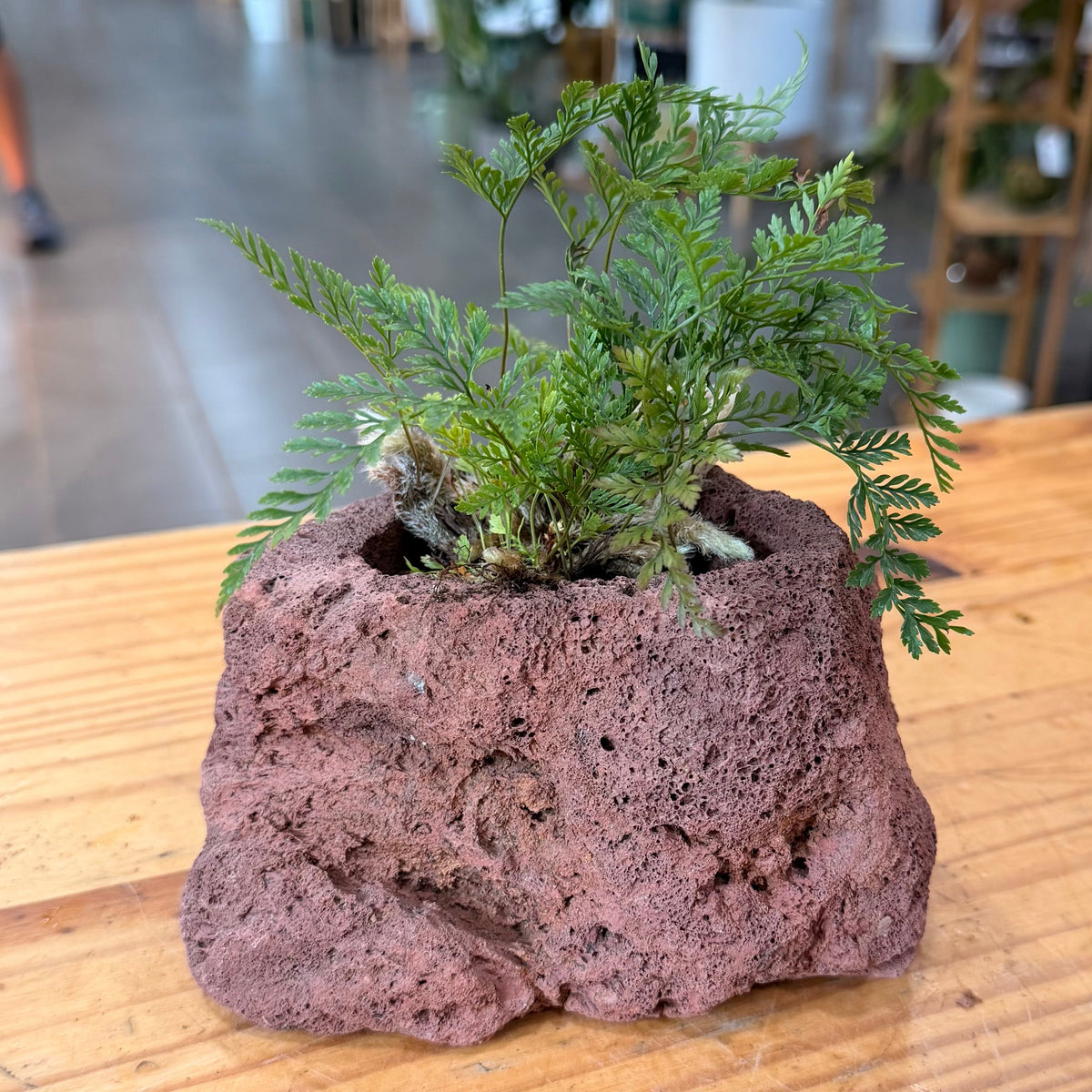 Lava Rock Planter