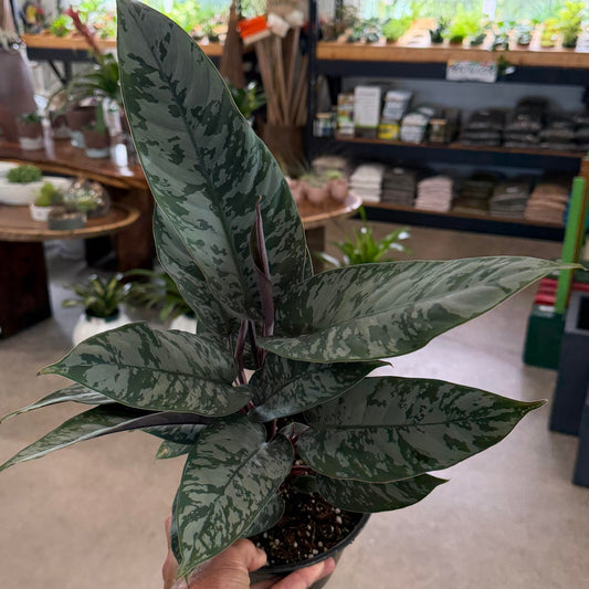 Apoballis acuminatissima 'Lavallaei'