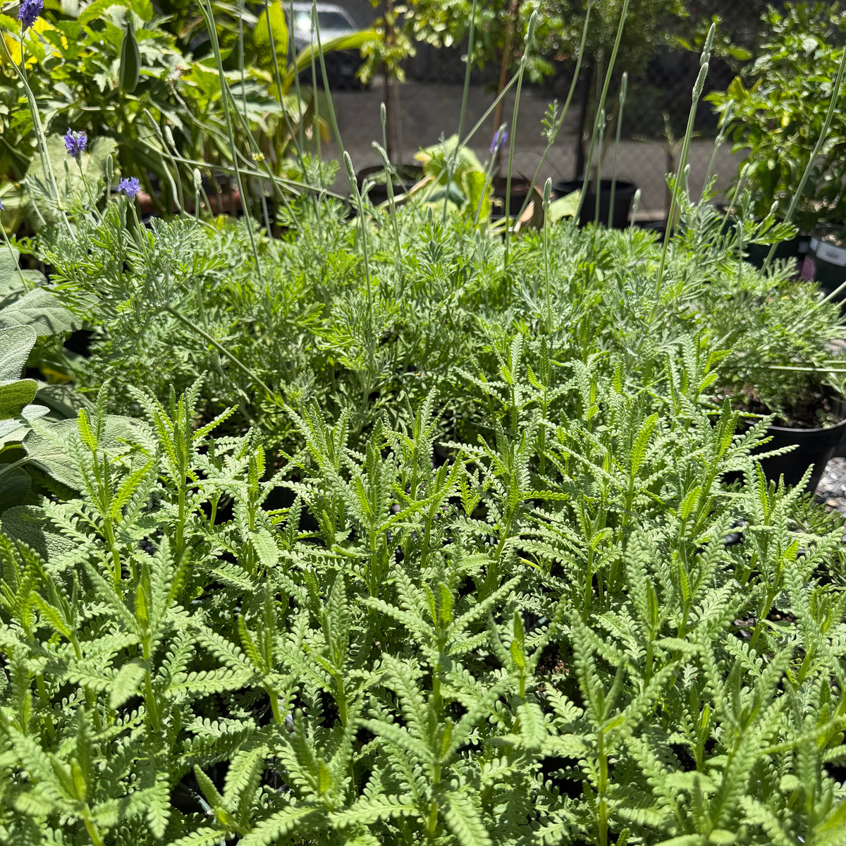 Lavender, Assorted