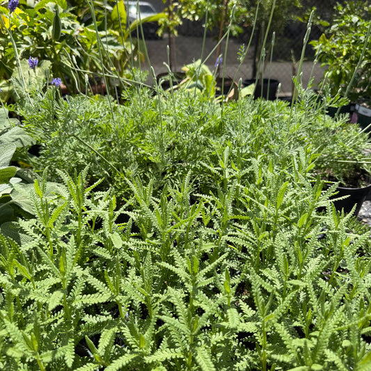 Lavender, Assorted