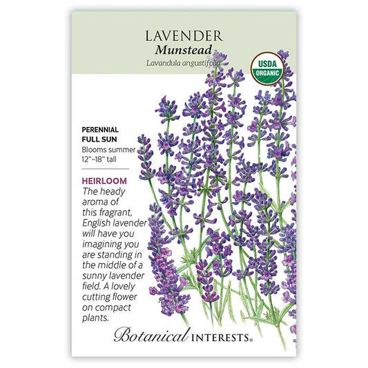 Lavender seeds 'Munstead'