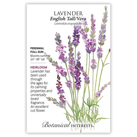 Lavender seeds 'English Tall Vera'