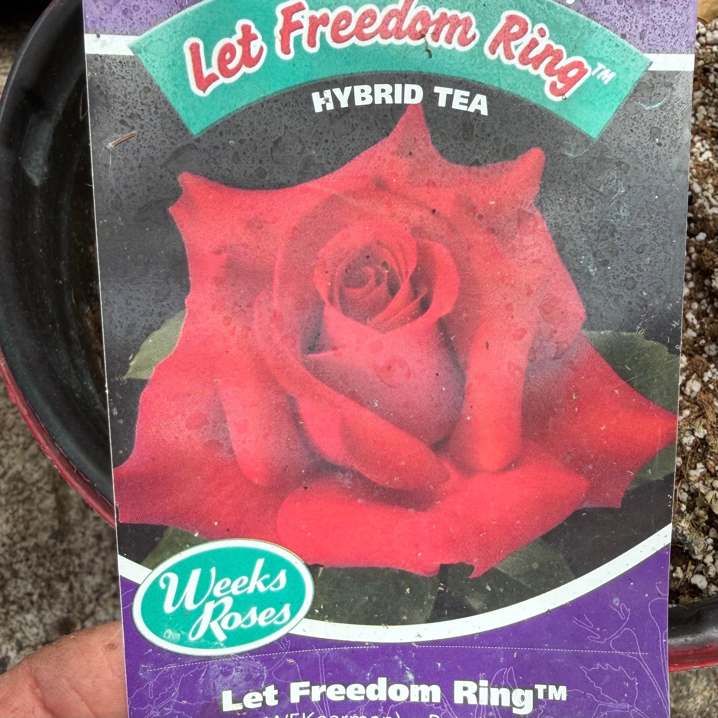Hybrid Tea Rose Bush 'Let Freedom Ring'