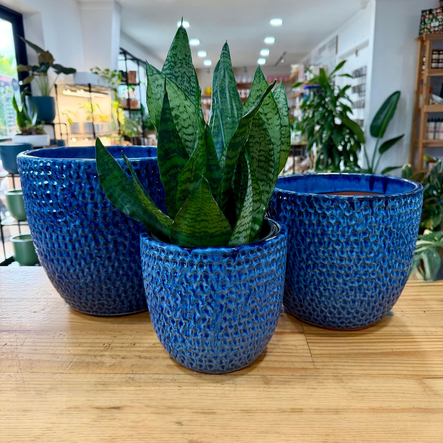 Limelight Planter