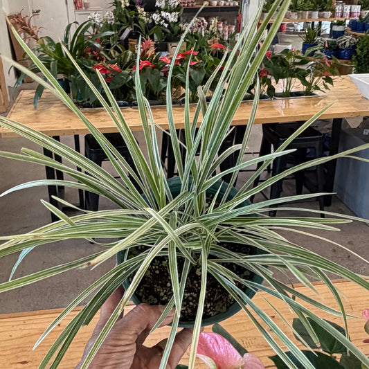 Liriope muscari