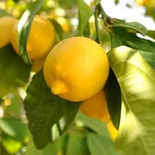 Lisbon Lemon Semi Dwarf
