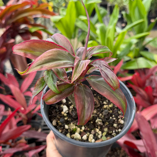Cordyline fruticosa 'Little Fans'