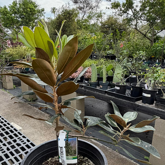 Magnolia Grandiflora, "Little Gem"