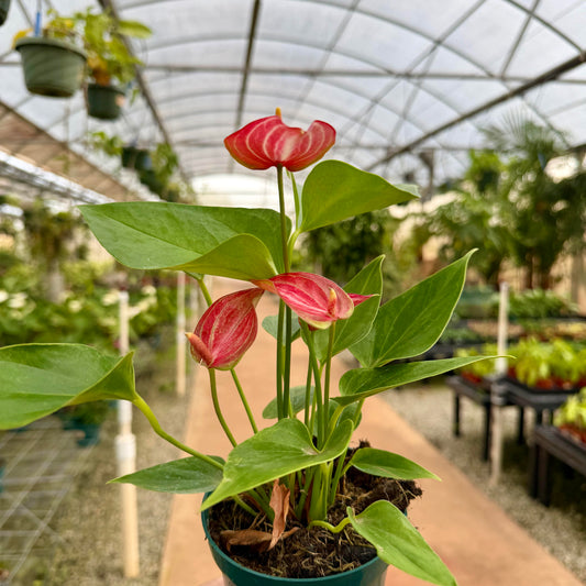 Anthurium 'Livium Red'