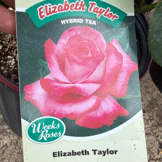 Hybrid Tea Rose Bush 'Elizabeth Taylor'