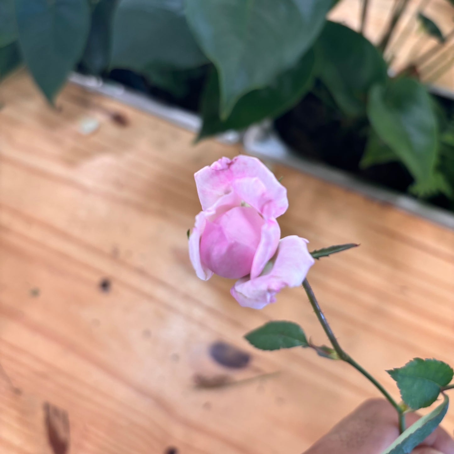 Roses