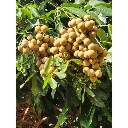 Biew Kiew Longan