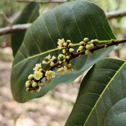 Lonomea Seeds