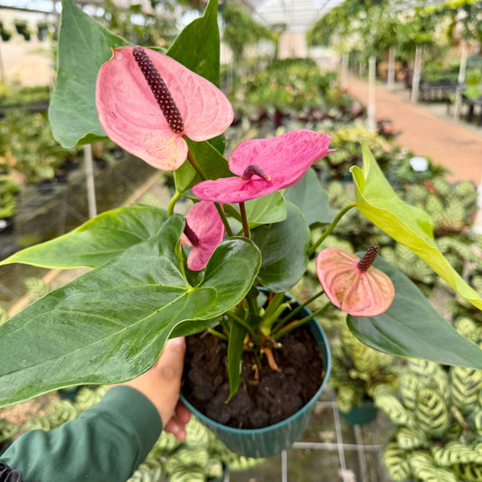 Anthurium 'Louisiana'