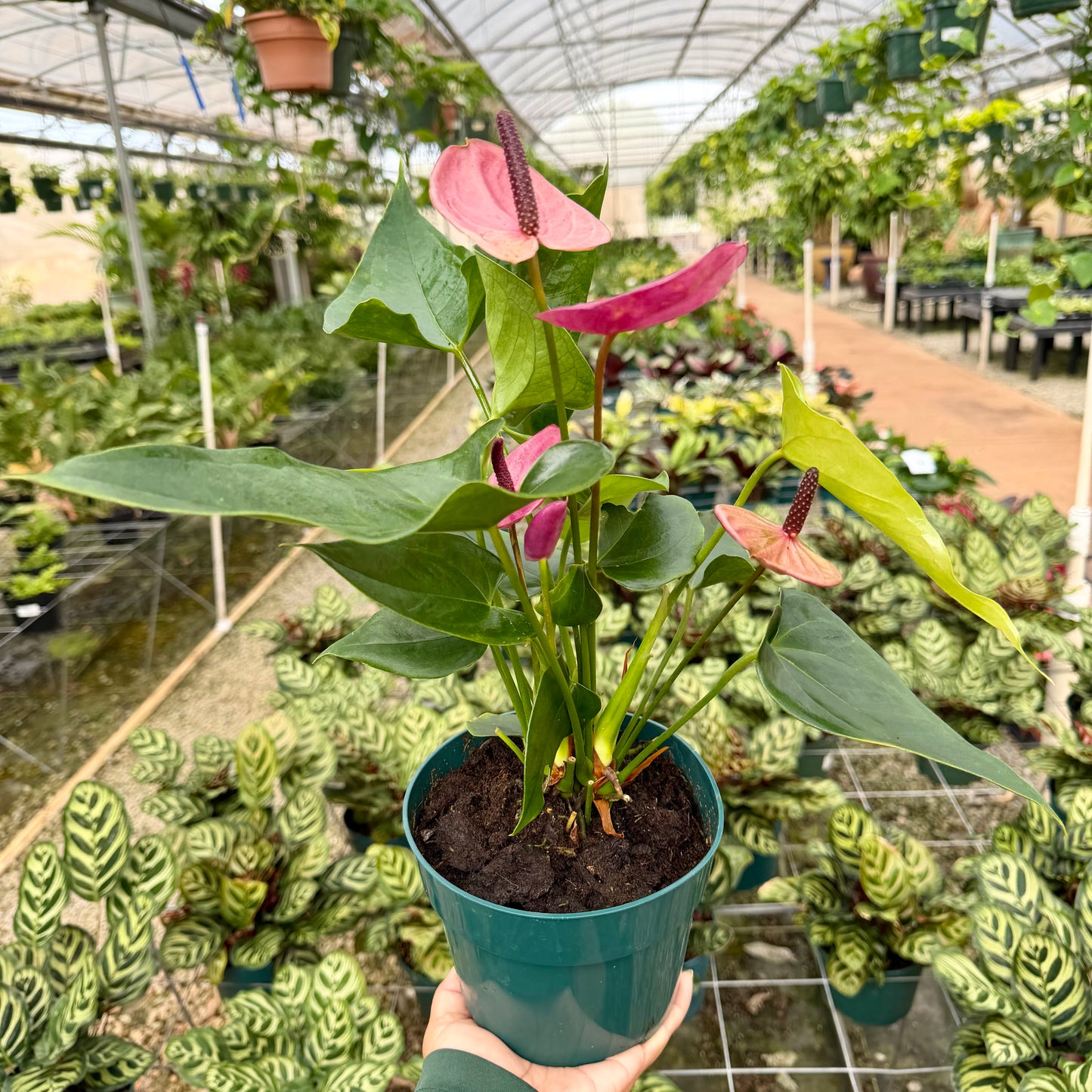 Anthurium 'Louisiana'