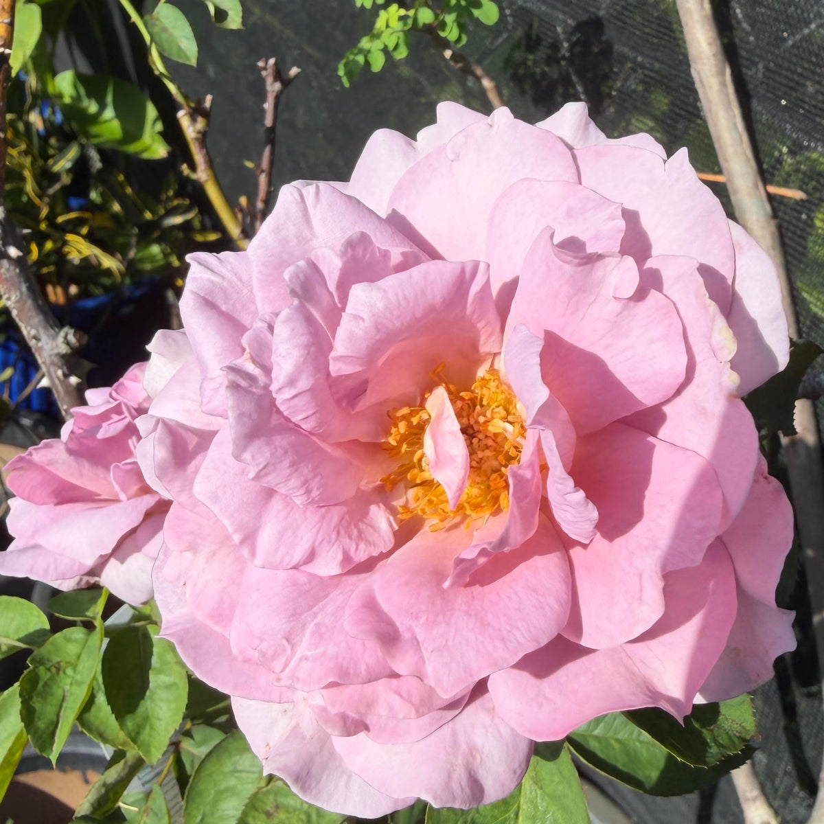 Floribunda Tall Tree Rose ʻLove Songʻ