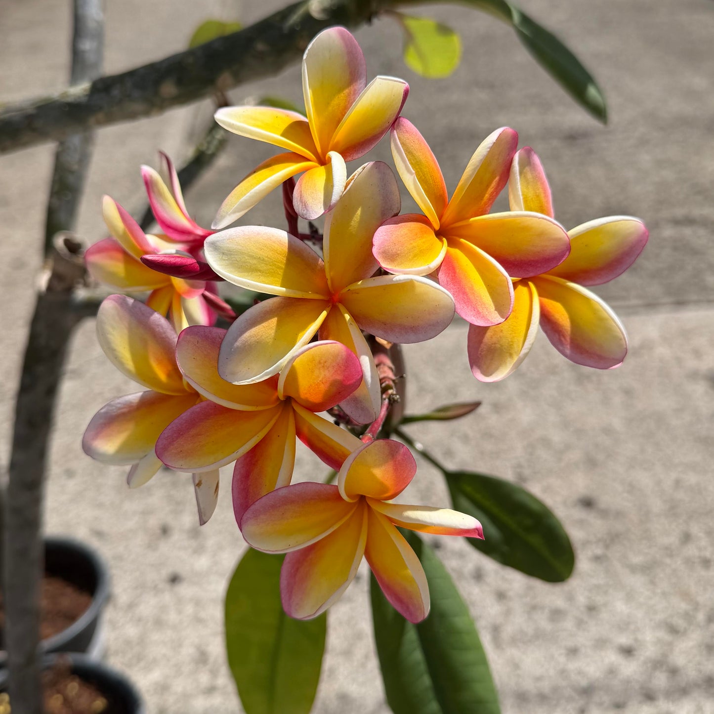 Plumeria rubra 'Lurline'