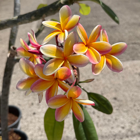 Plumeria rubra 'Lurline'