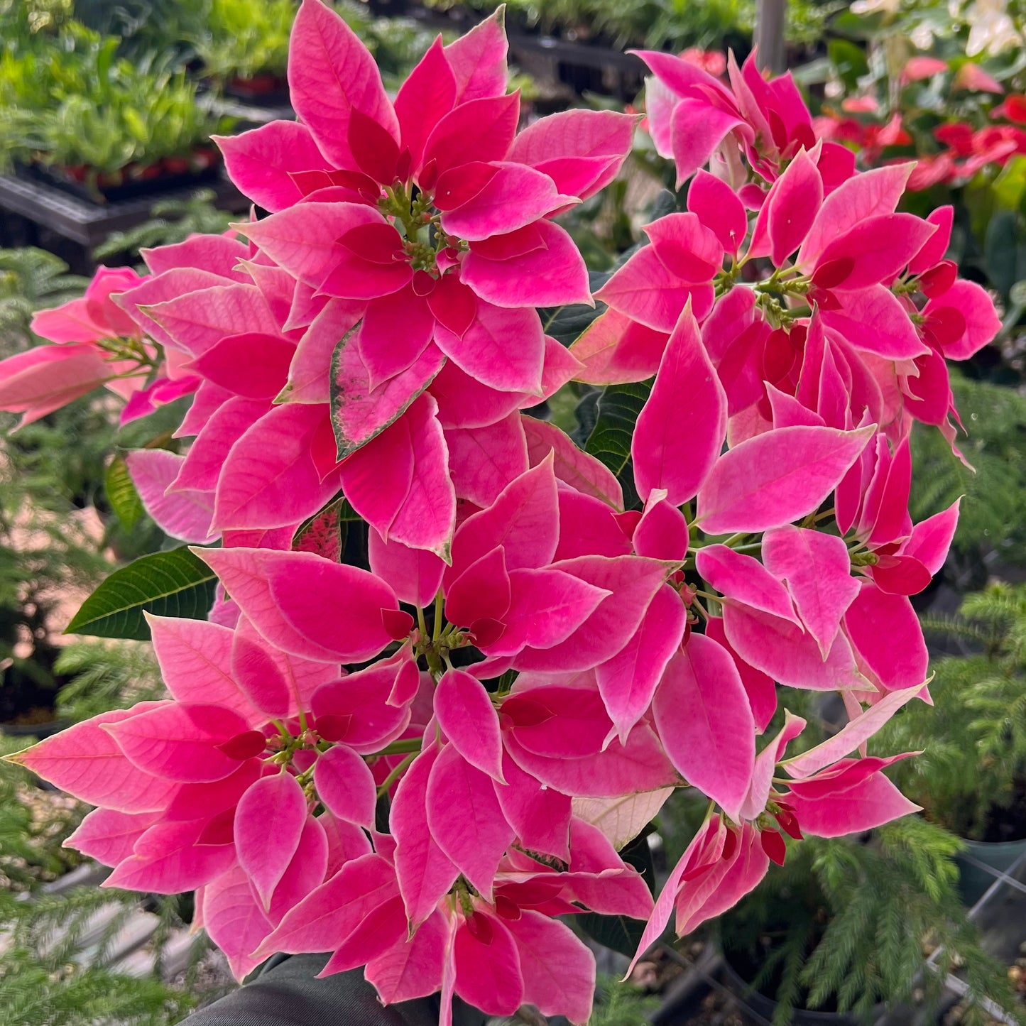 Poinsettia, "Princettia"