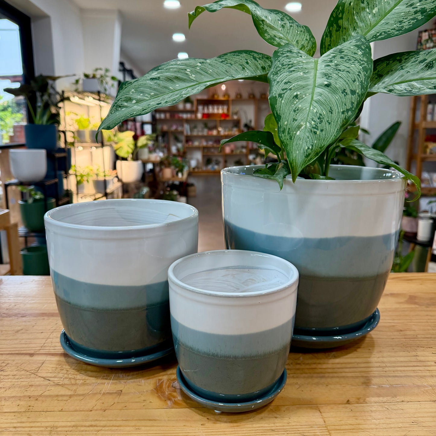 Lydia Planter