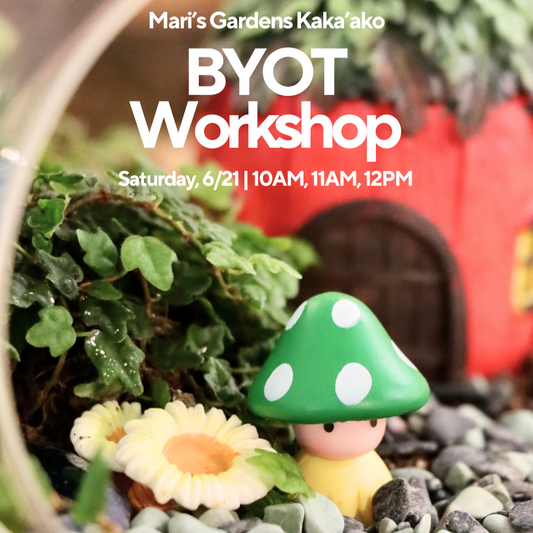 6/21 BYOT (Bring Your Own Terrarium) Workshop! (Kakaako)