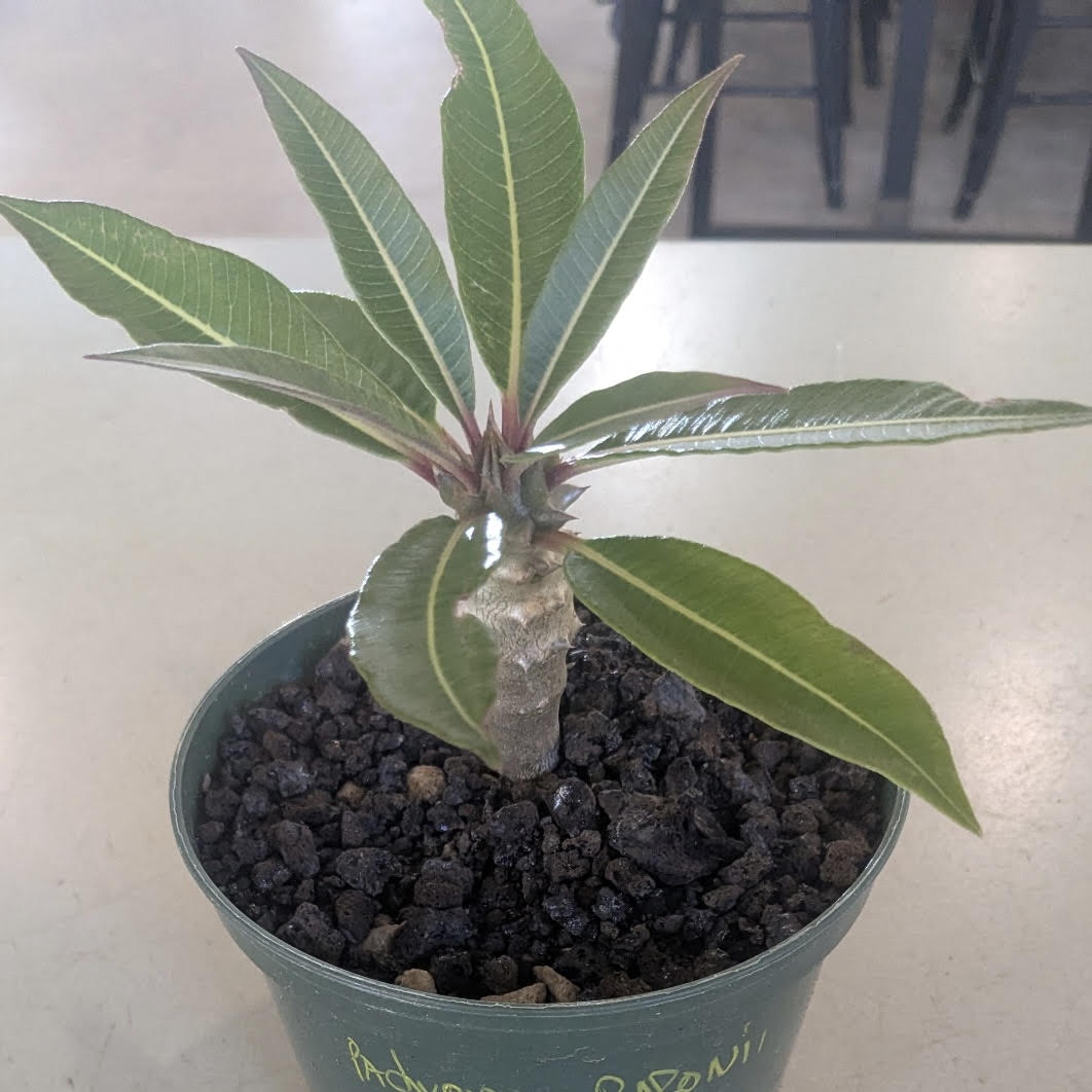 Pachypodium lamerei, "Madagascar Palm"
