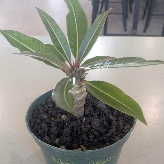 Pachypodium lamerei, "Madagascar Palm"