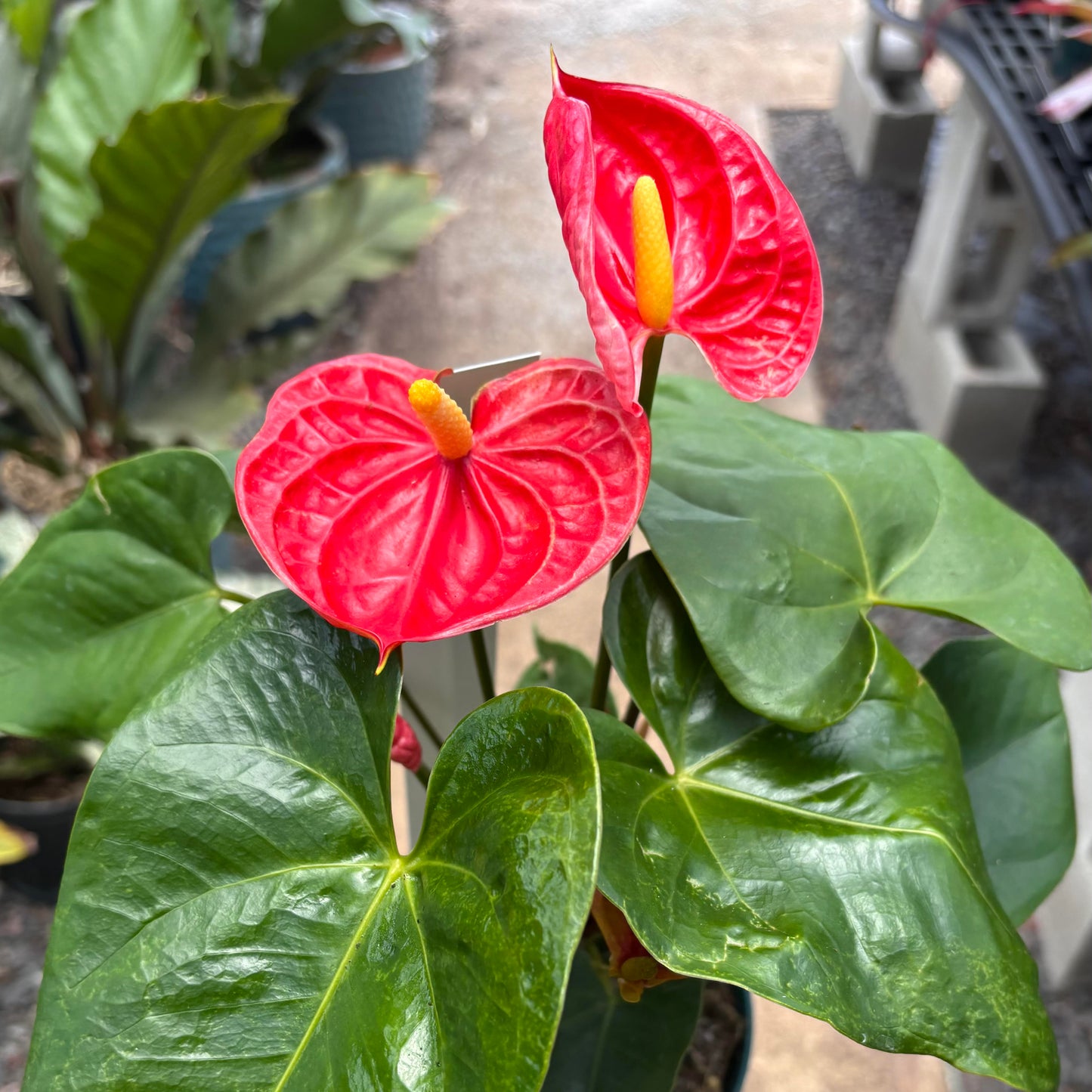 Anthurium 'Madural'