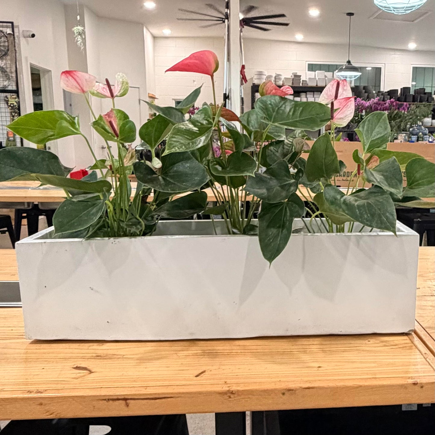 Magnesium Planters