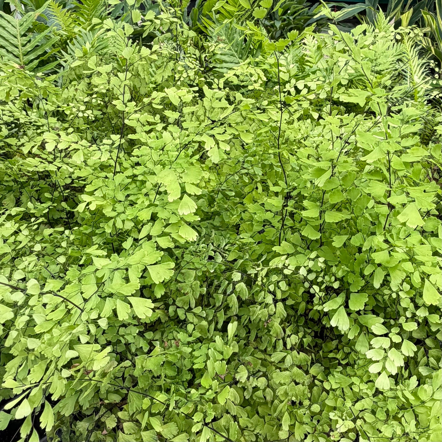 Adiantum pedatum (Maidenhair Fern)
