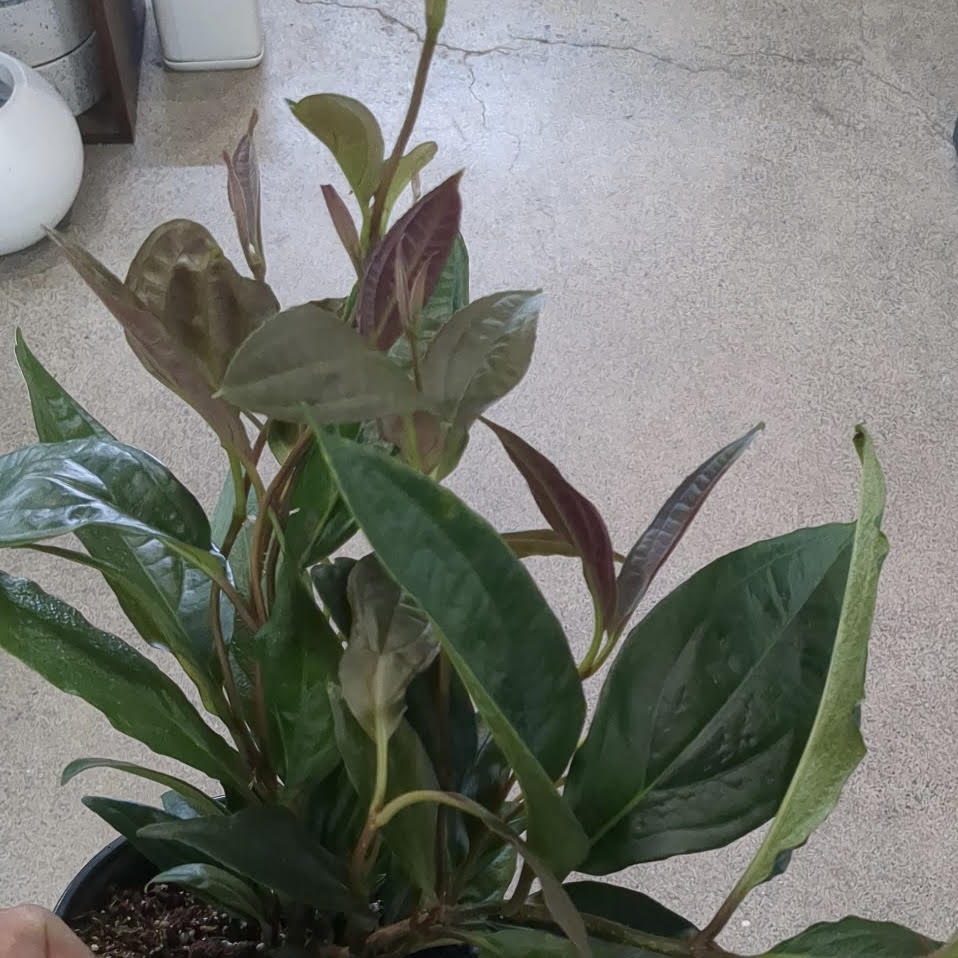 Heteroblemma serpens 'Medinilla serpens'