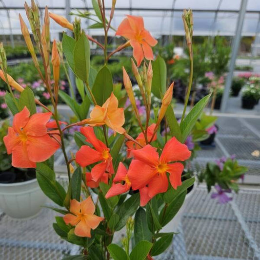Mandevilla, "Fired Up Coral"