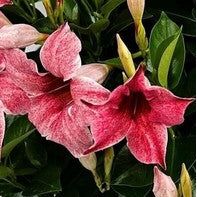 Mandevilla, "Mauvelous Original"