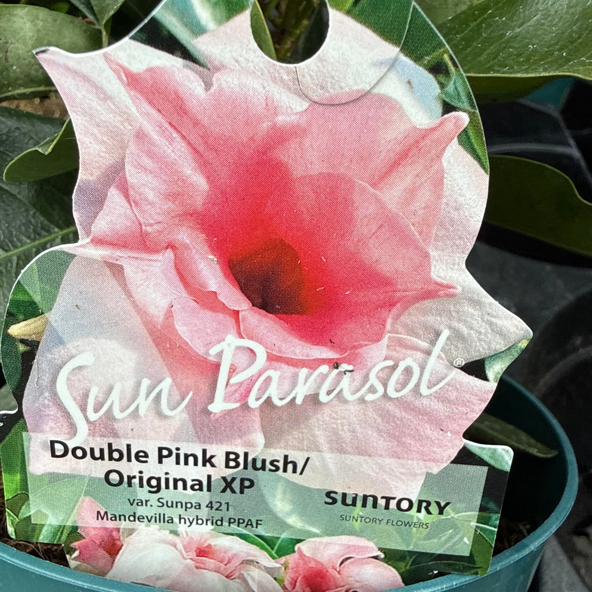 Mandevilla 'Double Pink Blush'