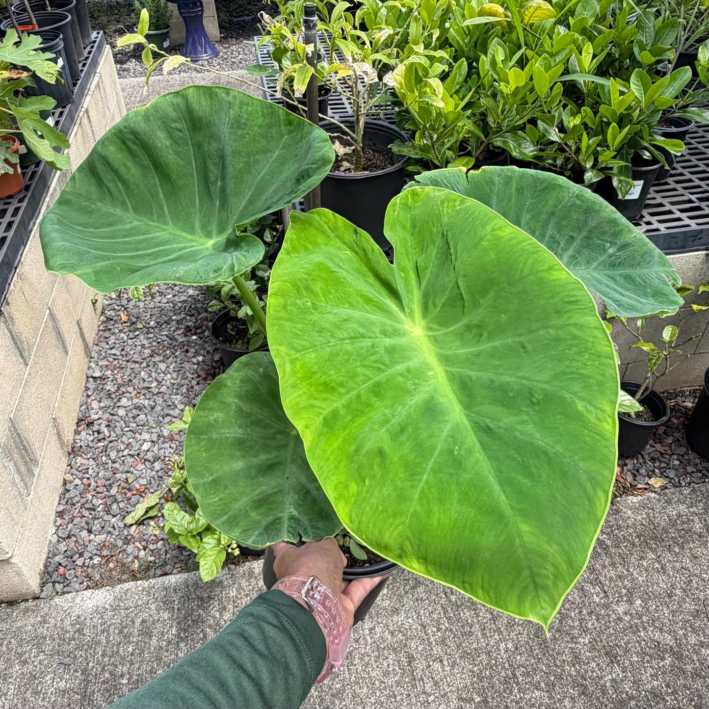 Kalo Assorted