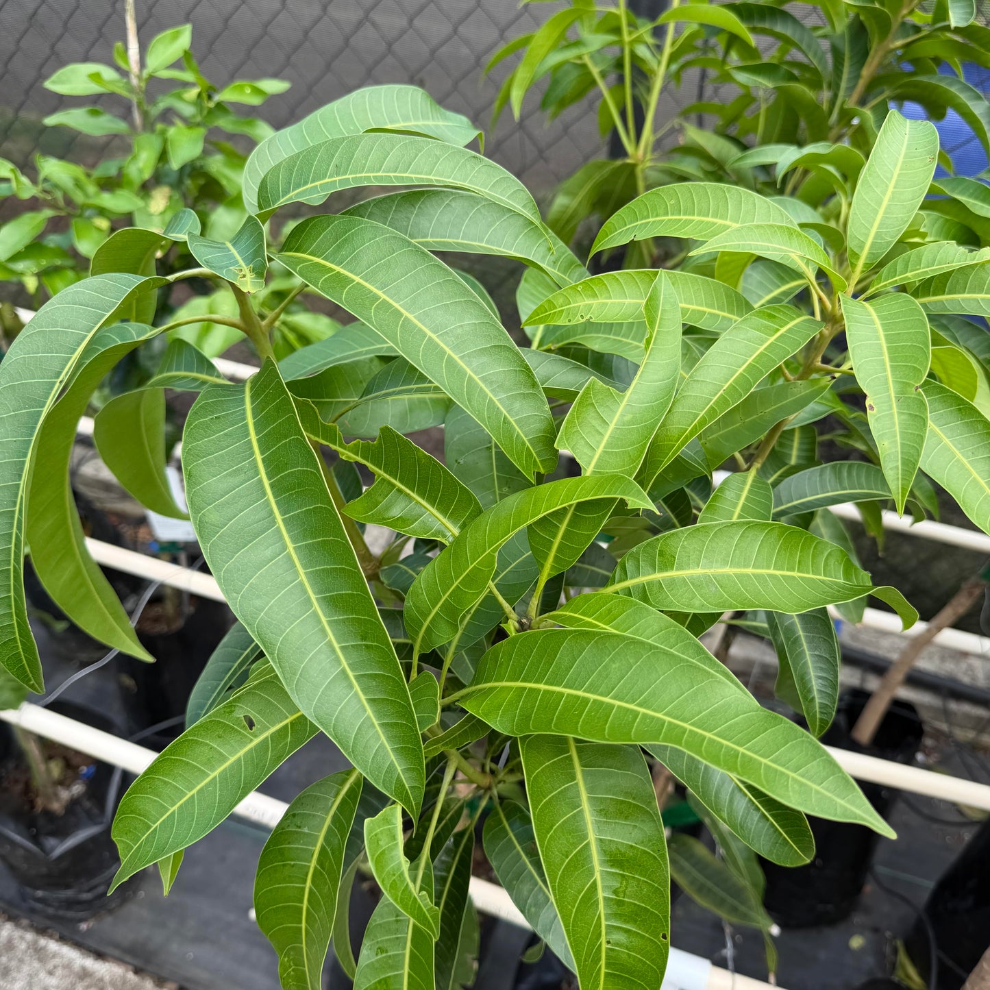 Mapulehu Mango