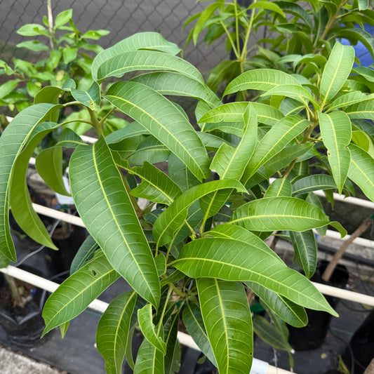 Mapulehu Mango