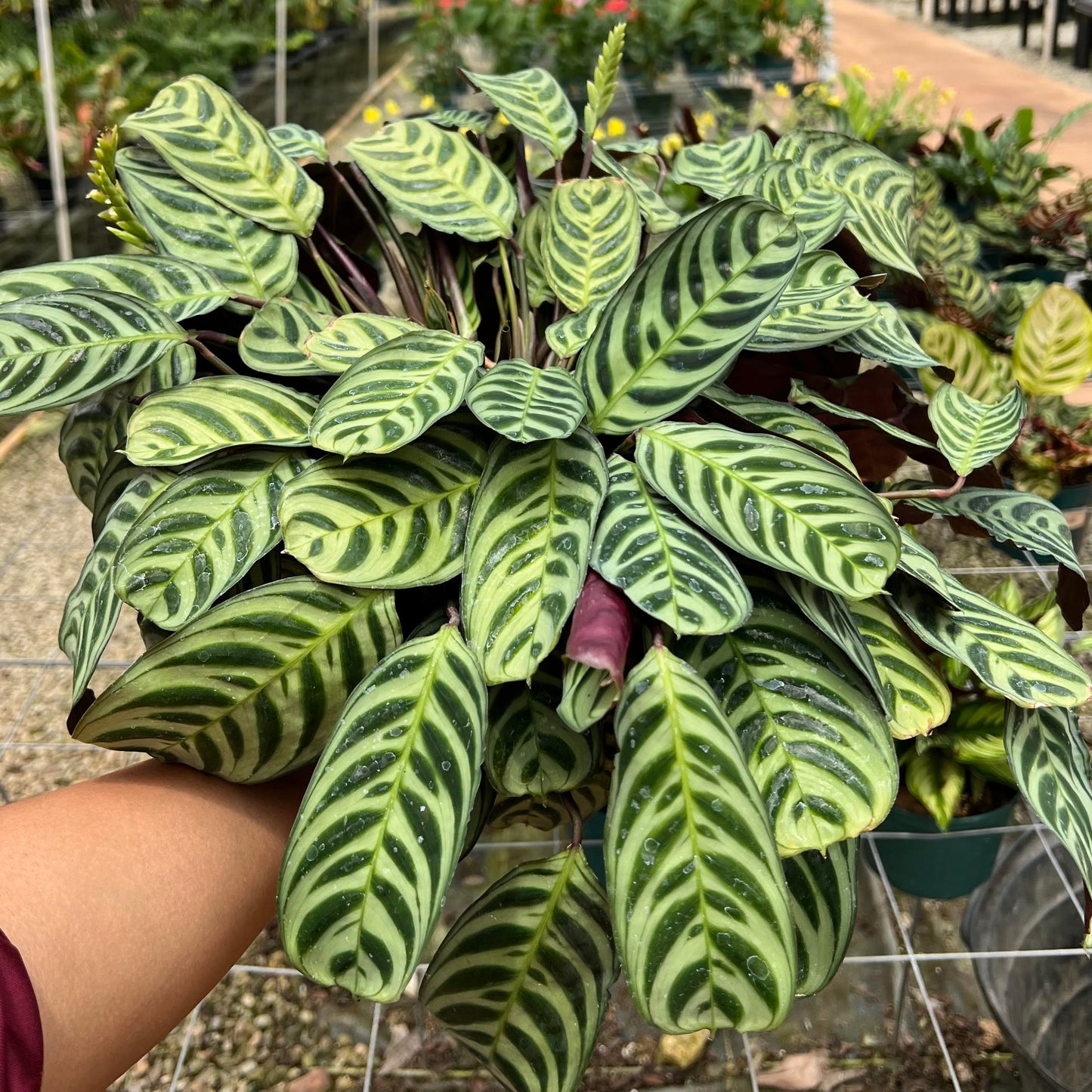 Maranta amagris
