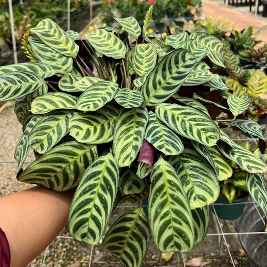 Maranta amagris